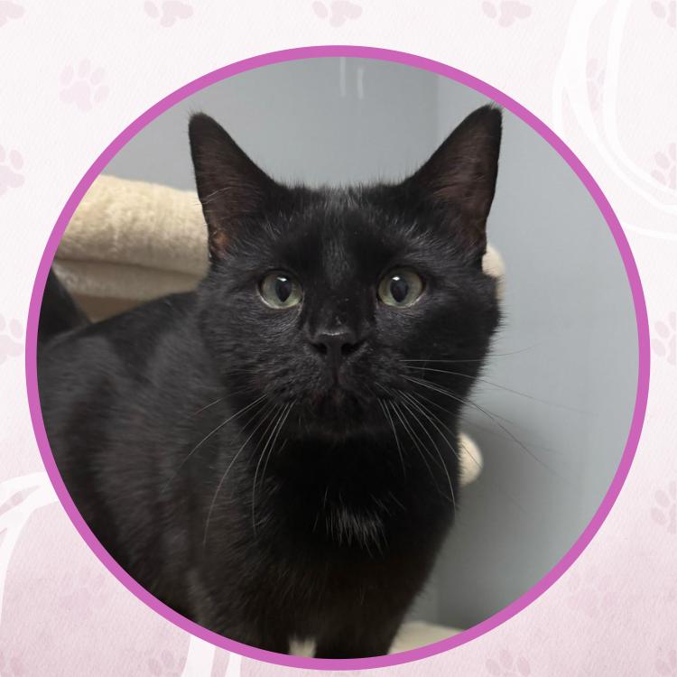 Enlarge Brian Boitano, a Adoptable Domestic Short Hair in Toms River, NJ image 4/5