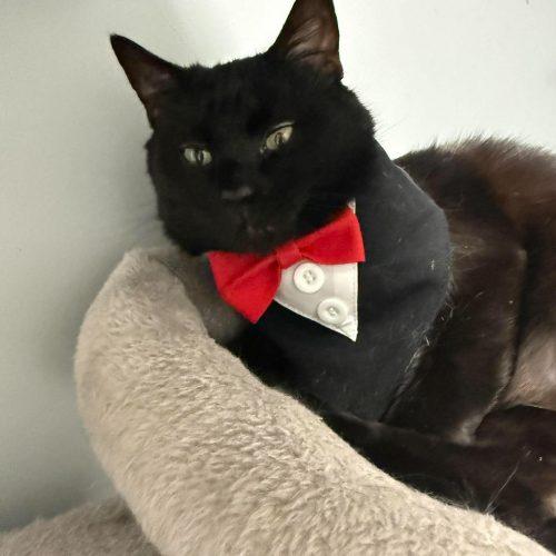 Enlarge Brian Boitano, a Adoptable Domestic Short Hair in Toms River, NJ image 5/5