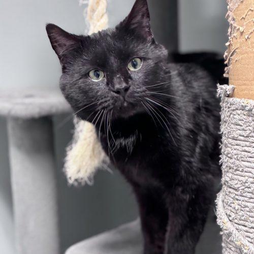 Brian Boitano, Adoptable, Adult Male Domestic Short Hair.