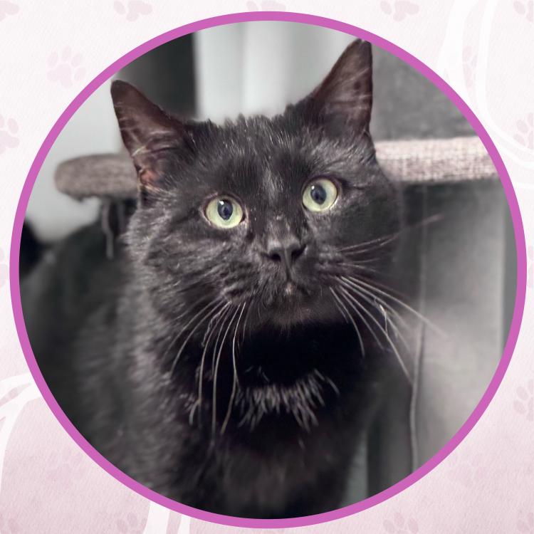 Enlarge Brian Boitano, a Adoptable Domestic Short Hair in Toms River, NJ image 6/6