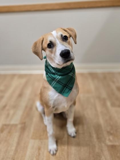 Enlarge Lima, a Adoptable mixed breed in Woodstock, IL image 1/4