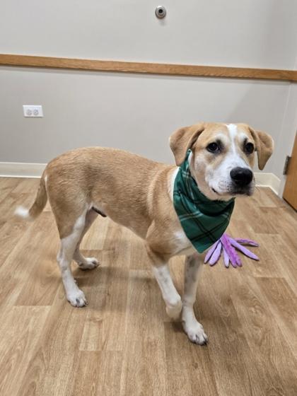 Enlarge Lima, a Adoptable mixed breed in Woodstock, IL image 2/4