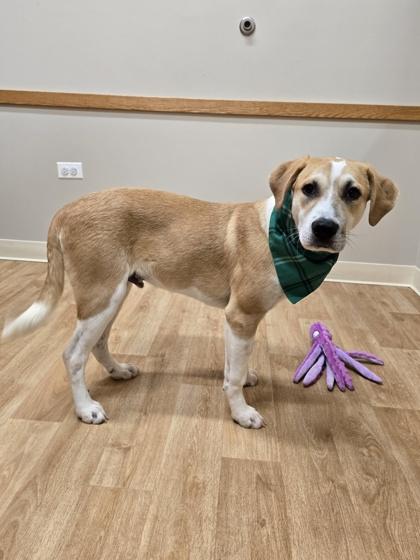 Enlarge Lima, a Adoptable mixed breed in Woodstock, IL image 4/4