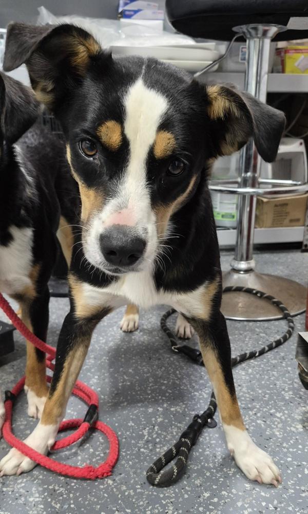 Venus, Adoptable, Young Female Appenzell Mountain Dog & Border Collie.