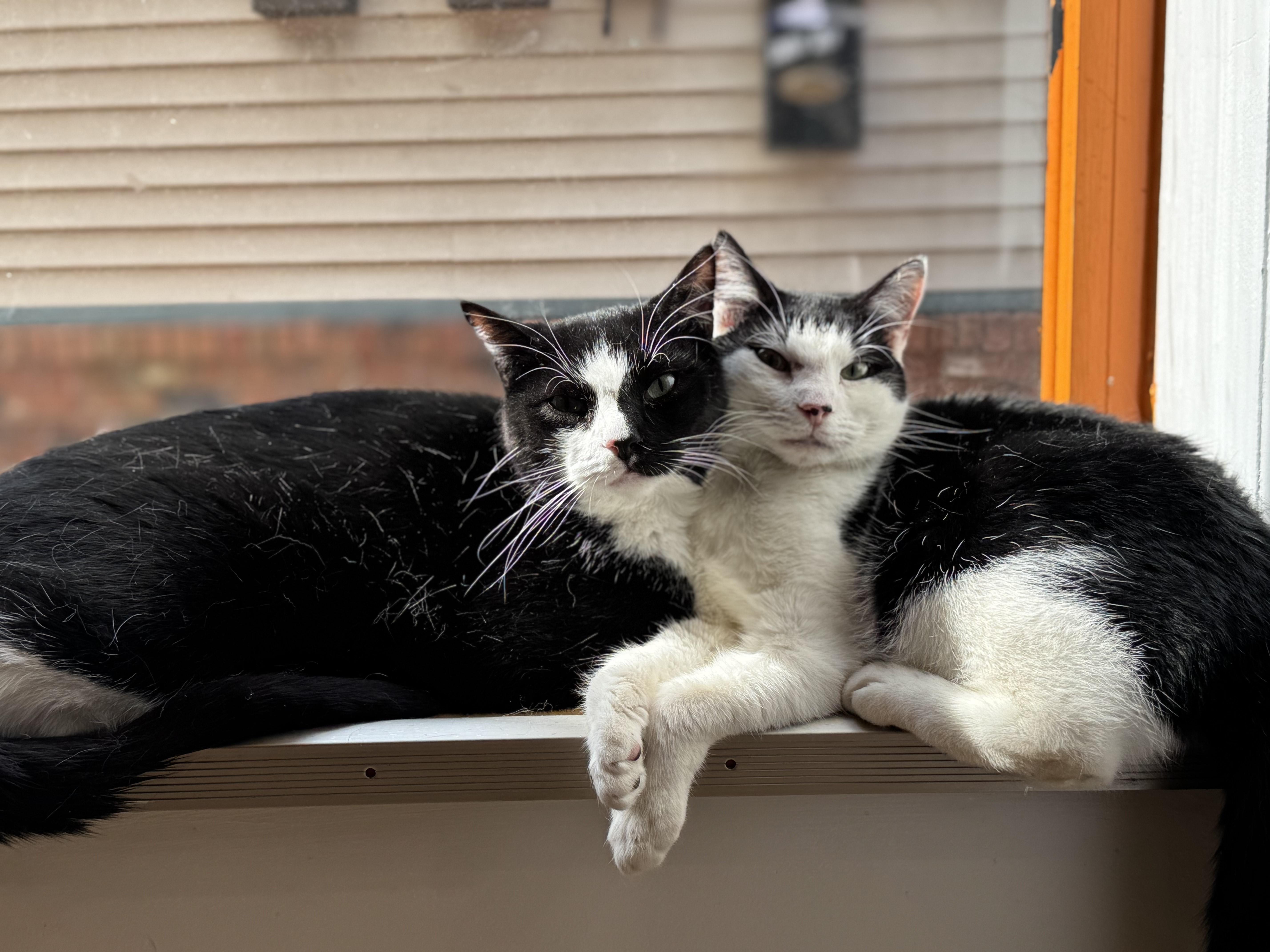 Batman and Robin, Adoptable, Young Male Domestic Short Hair.