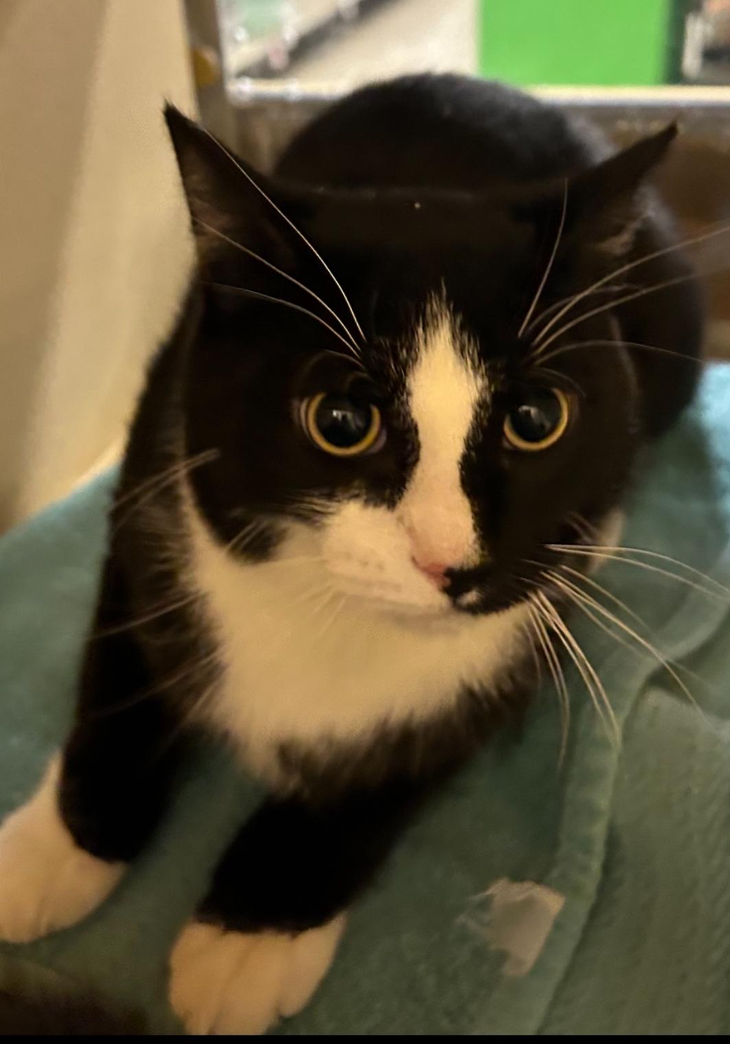 Batman and Robin, a Adoptable Domestic Short Hair in North Haven, CT image 2/3