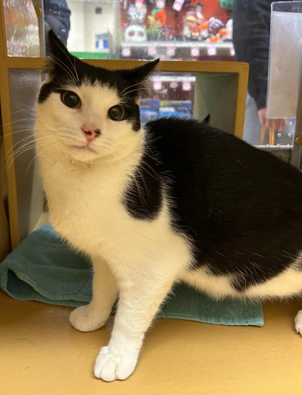 Batman and Robin, a Adoptable Domestic Short Hair in North Haven, CT image 3/3