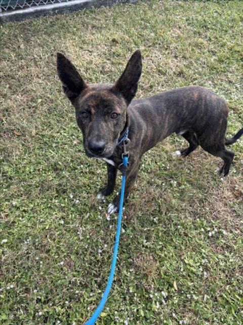 SANTANA, Adoptable, Young Male Mixed Breed.