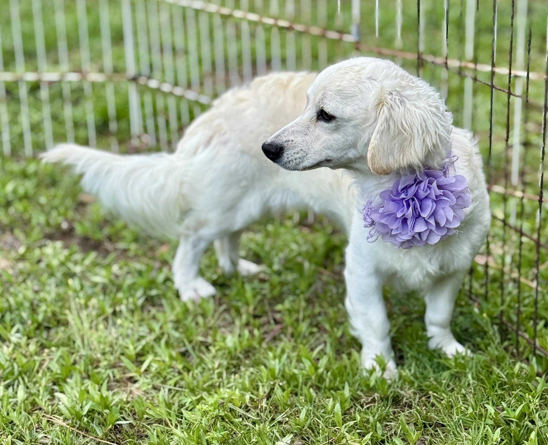 Princess, an adopted mixed breed in Hagerstown , MD image 4/6