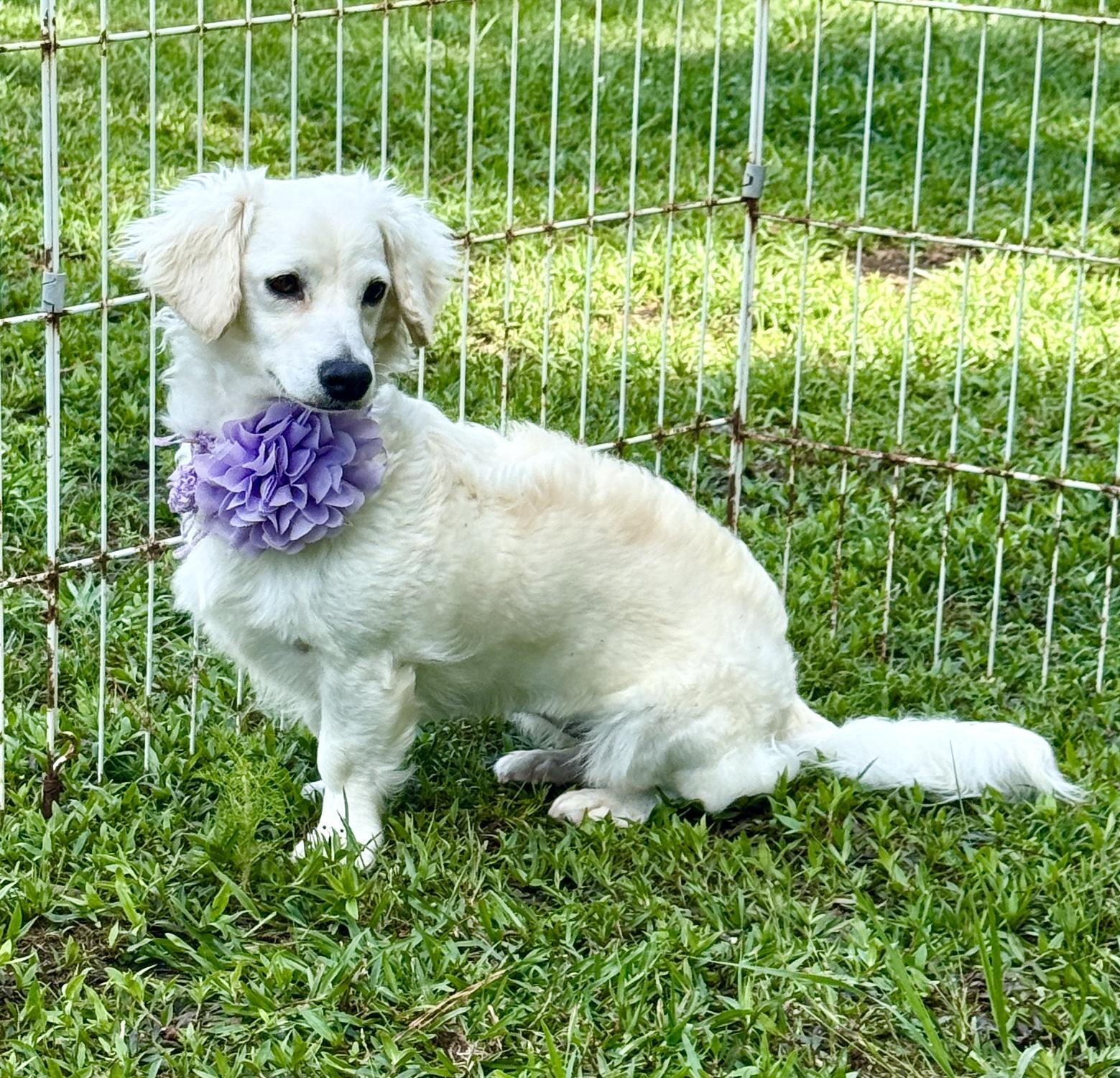 Princess, an adopted mixed breed in Hagerstown , MD image 3/6