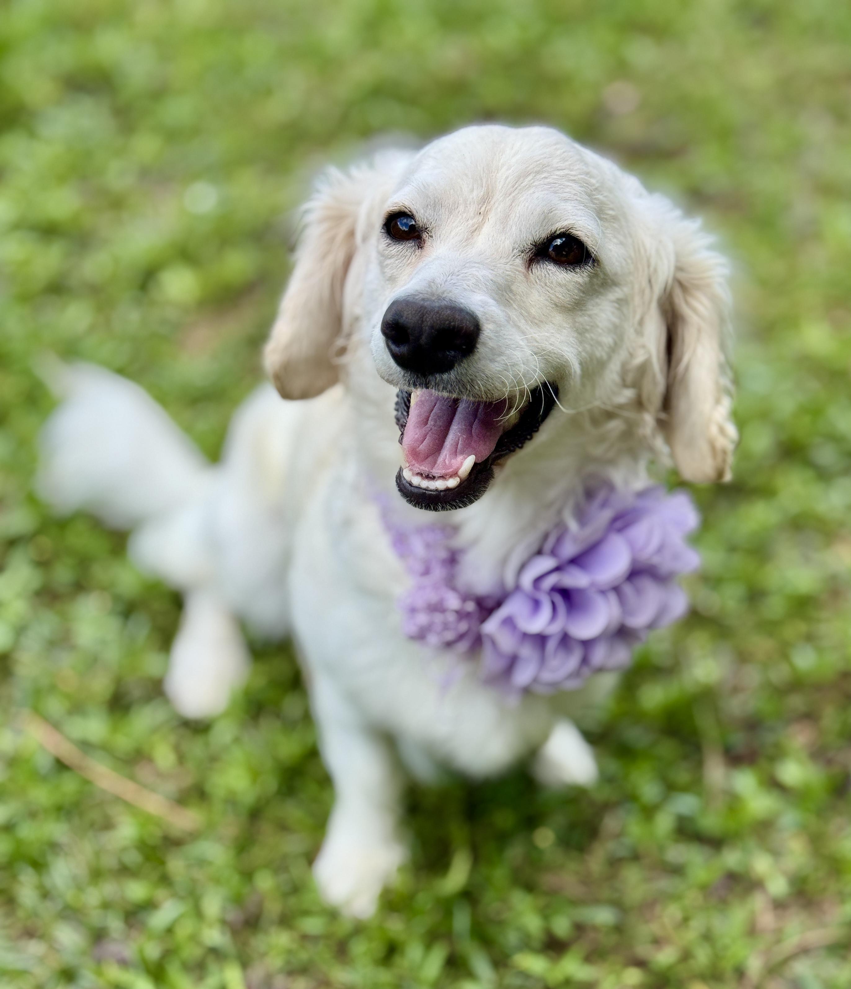 Princess, an adopted mixed breed in Hagerstown , MD image 5/6