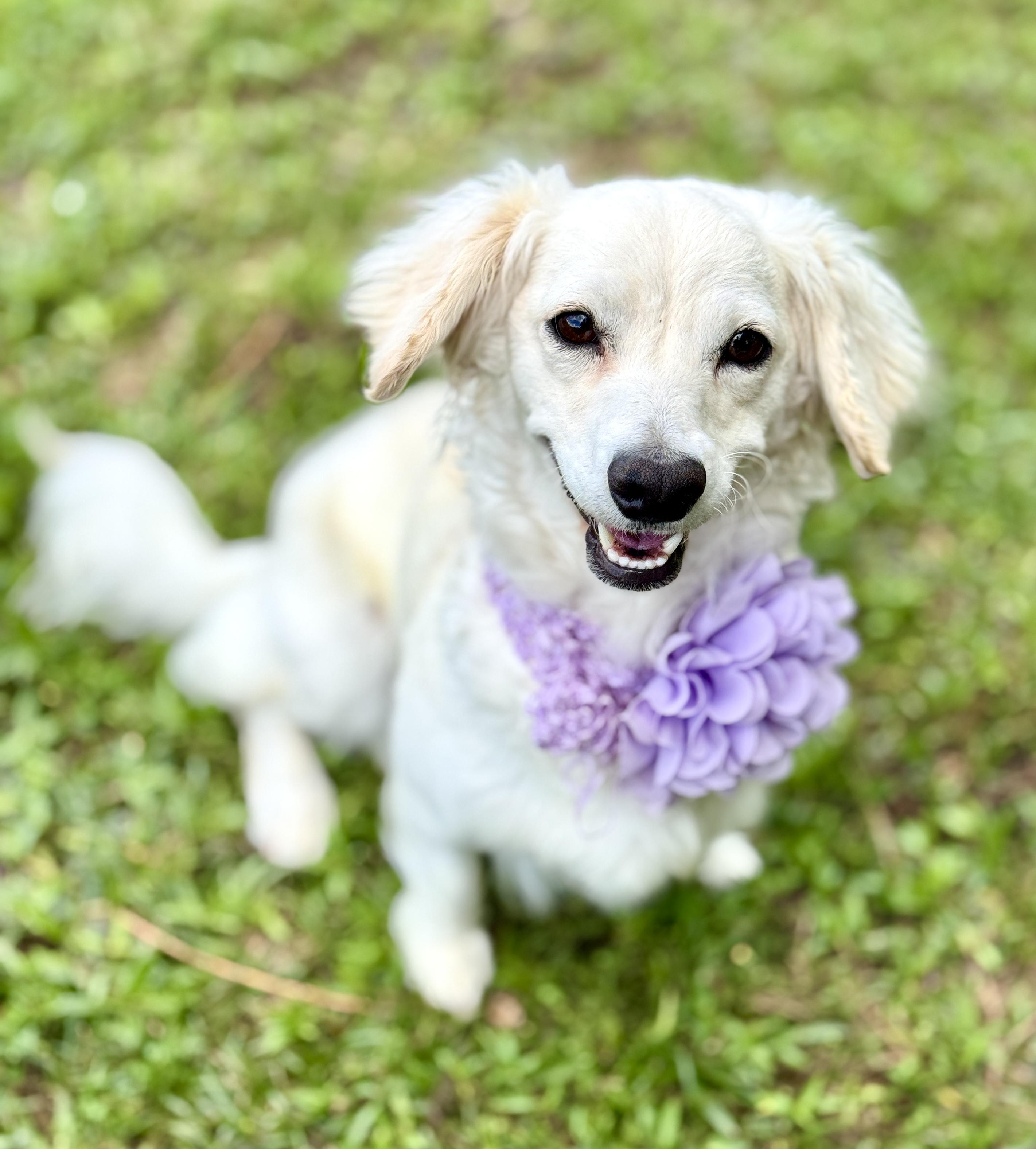 Princess, adopted, Adult Female Miniature Dachshund & Miniature Poodle.
