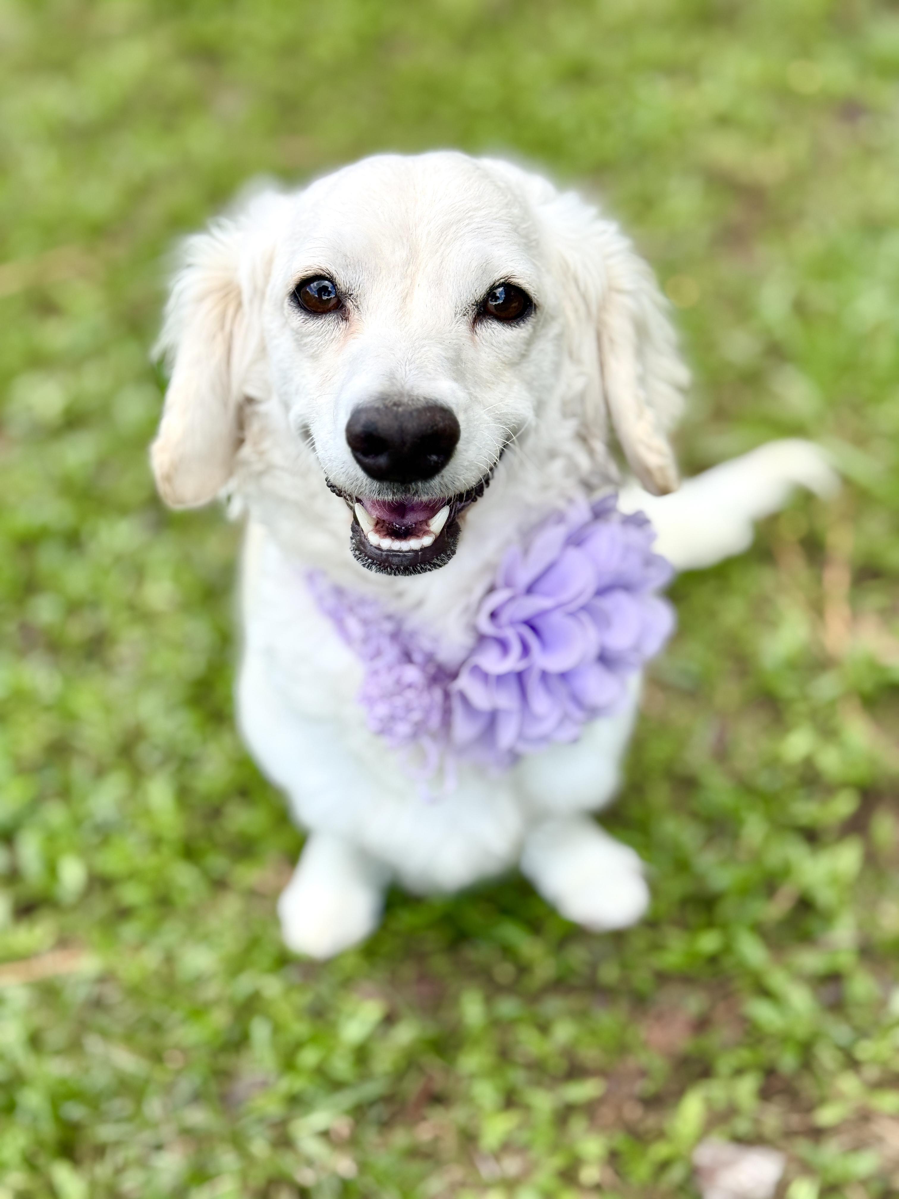 Princess, an adopted mixed breed in Hagerstown , MD image 2/6