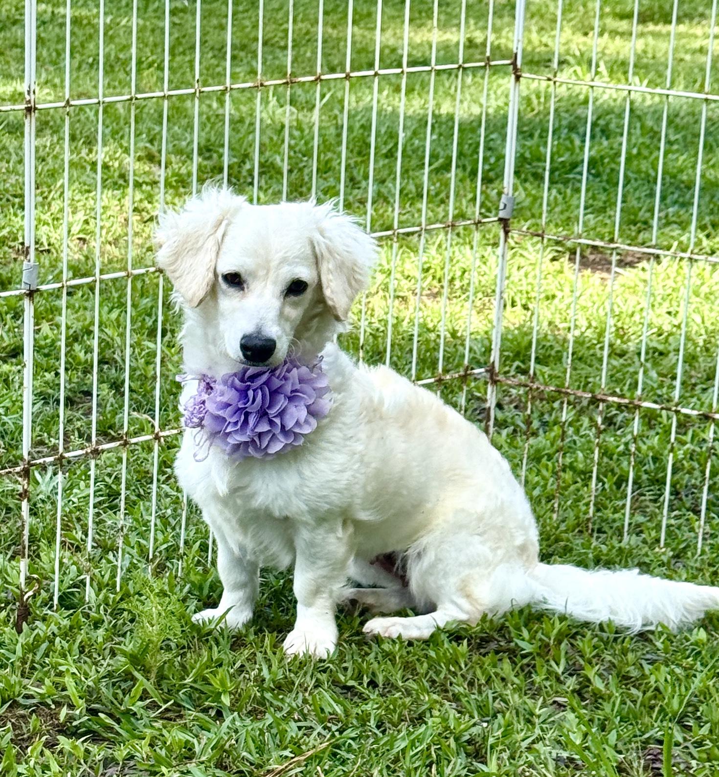 Princess, an adopted mixed breed in Hagerstown , MD image 6/6