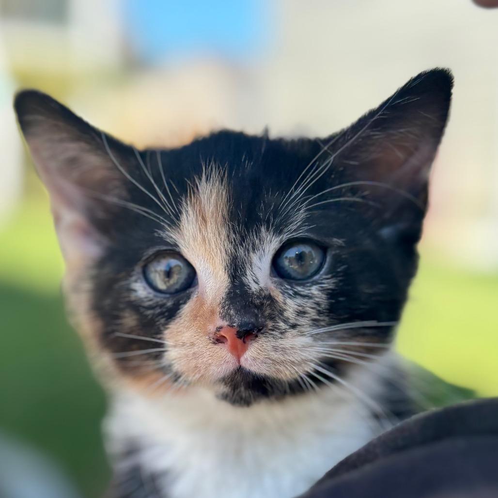 Tory, ADOPTABLE, Kitten Female Domestic Short Hair.