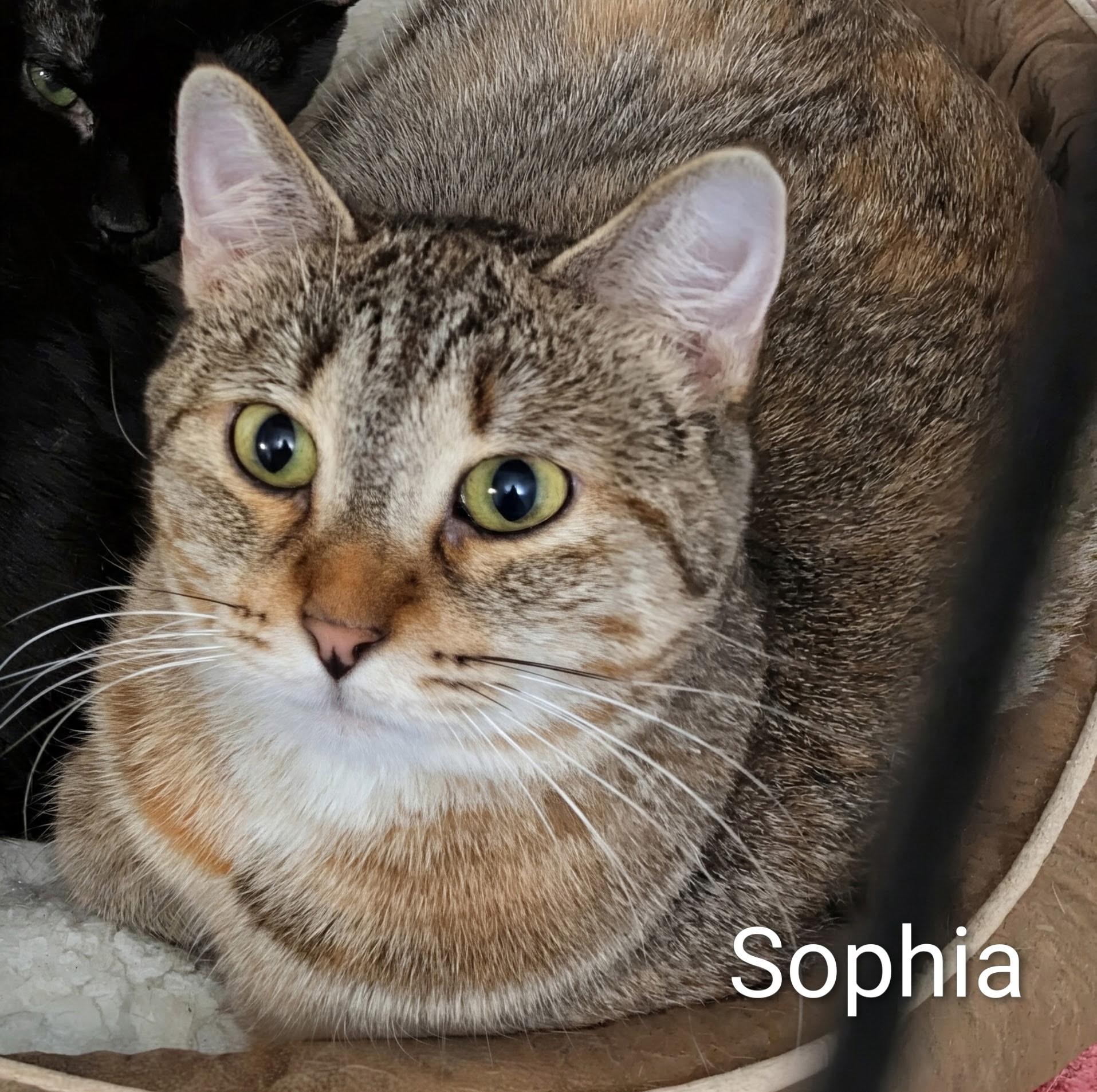 Sophia, ADOPTABLE, Young Female Domestic Short Hair.