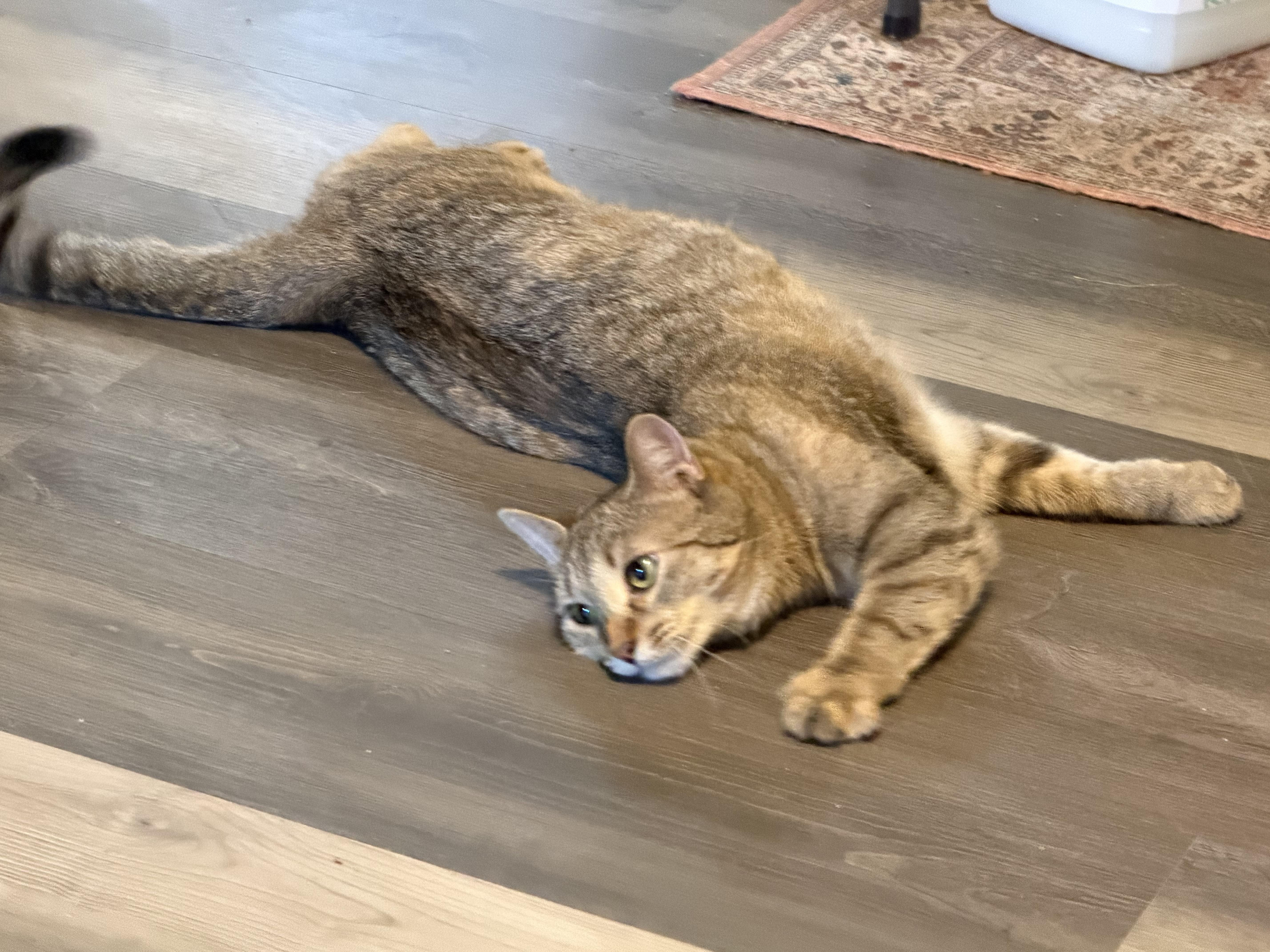 Enlarge Sophia, a ADOPTABLE Domestic Short Hair in Mears, MI image 2/2