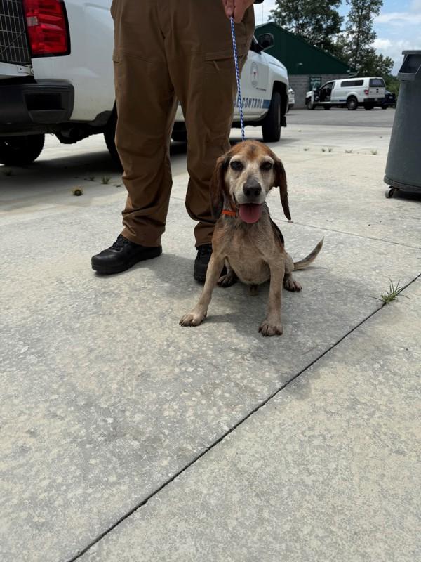 Bud, Adoptable, Adult Male Beagle.