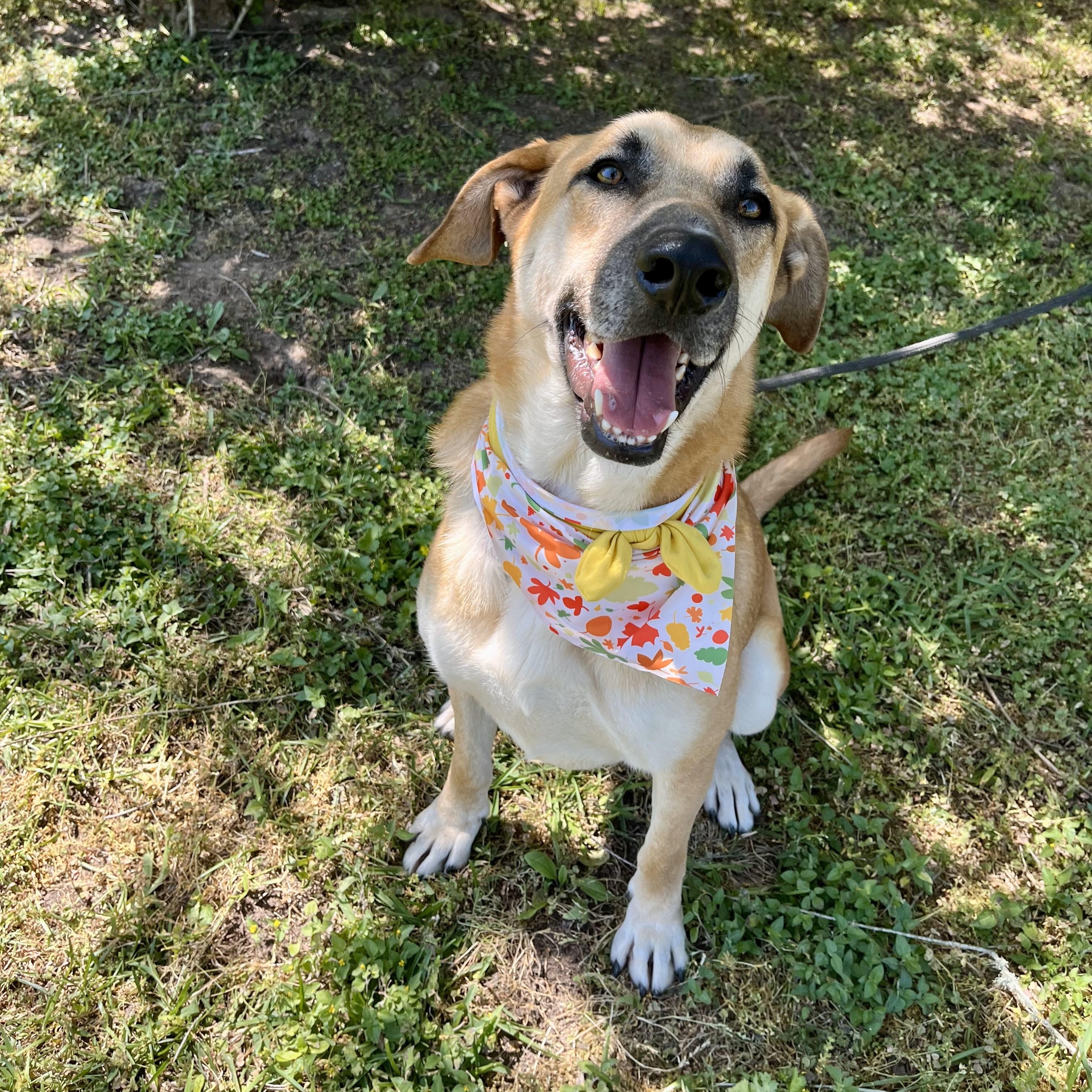 Apricot — thumbnail 3