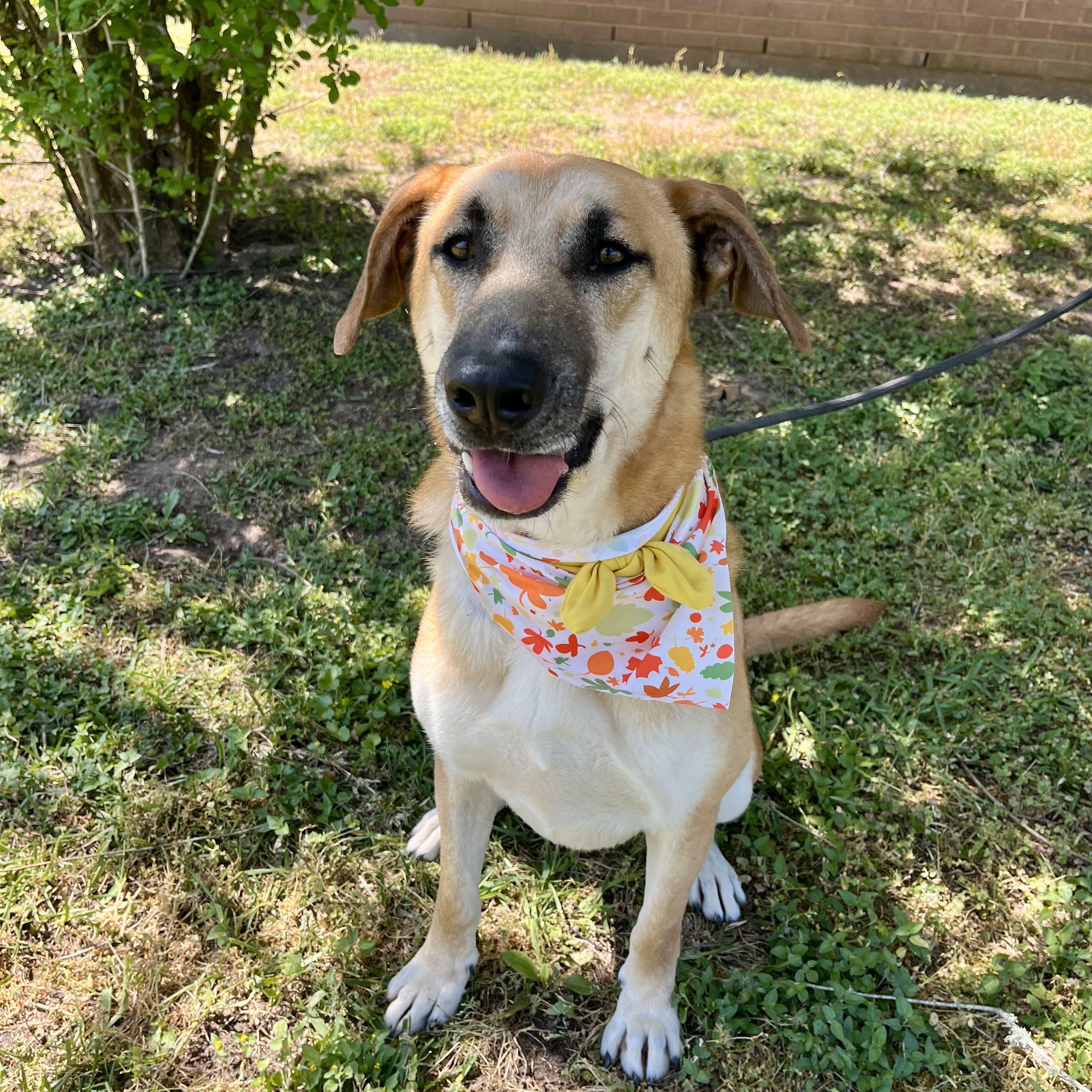 Apricot — thumbnail 4