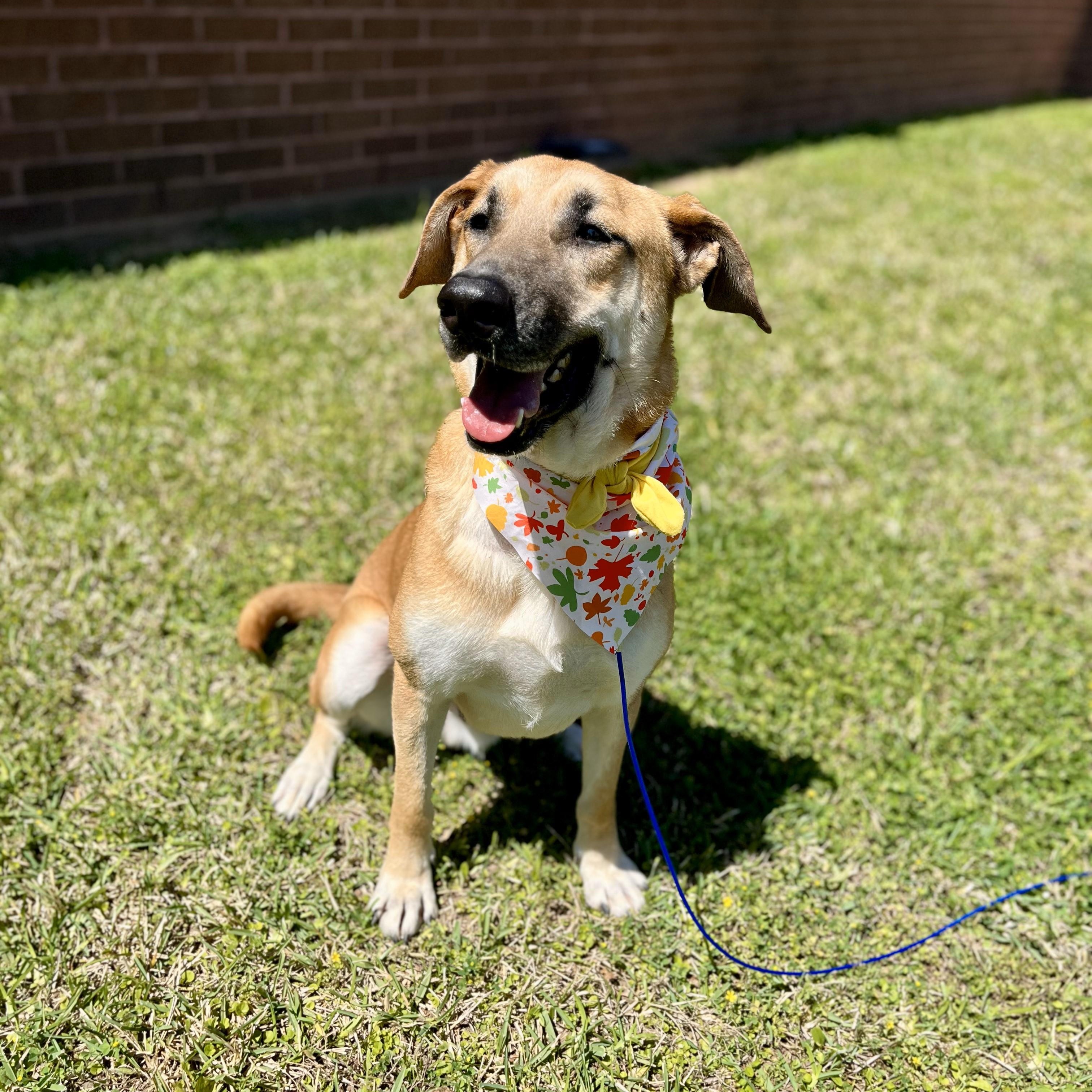 Apricot — thumbnail 5