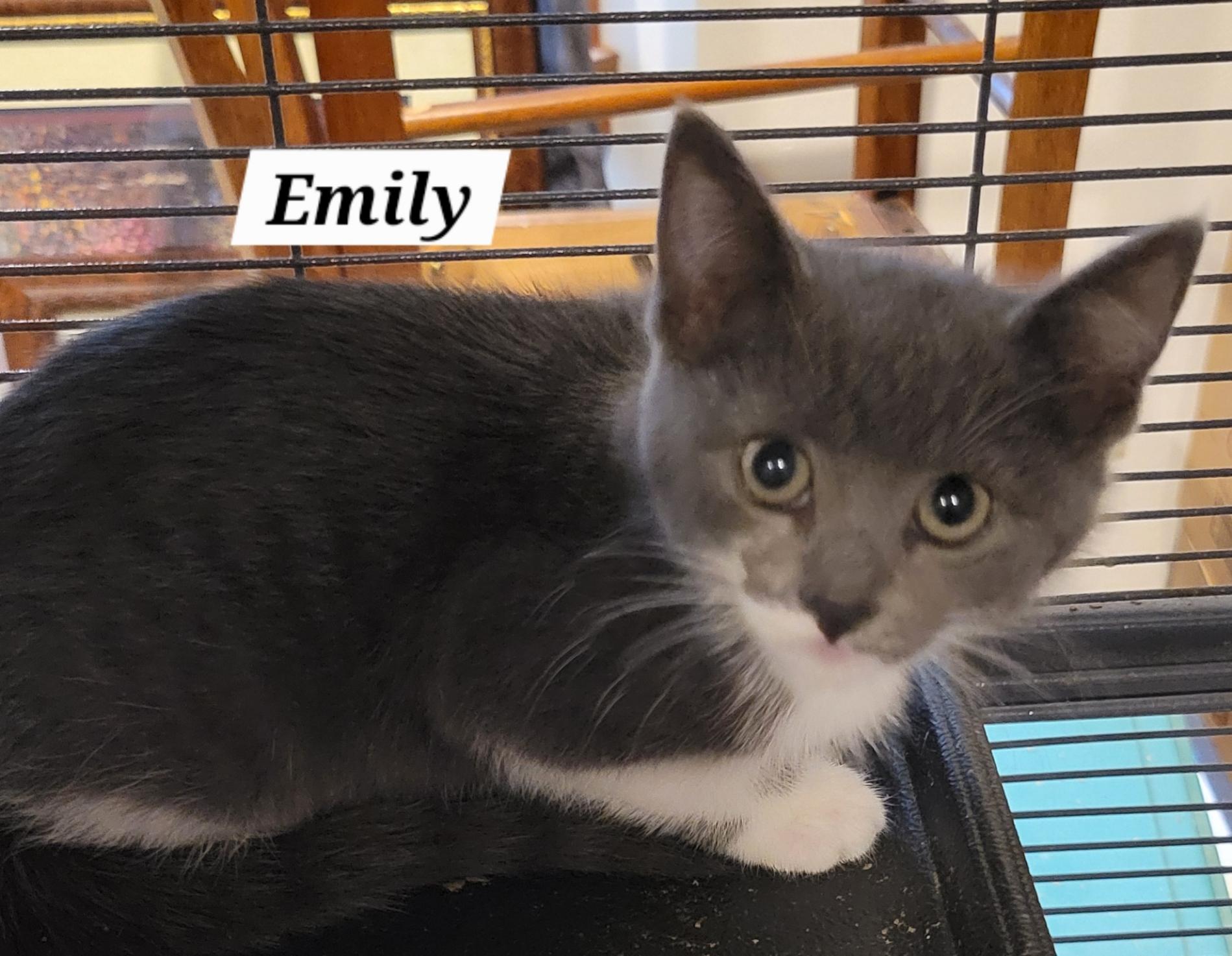 Emily - Criminal Minds Litter