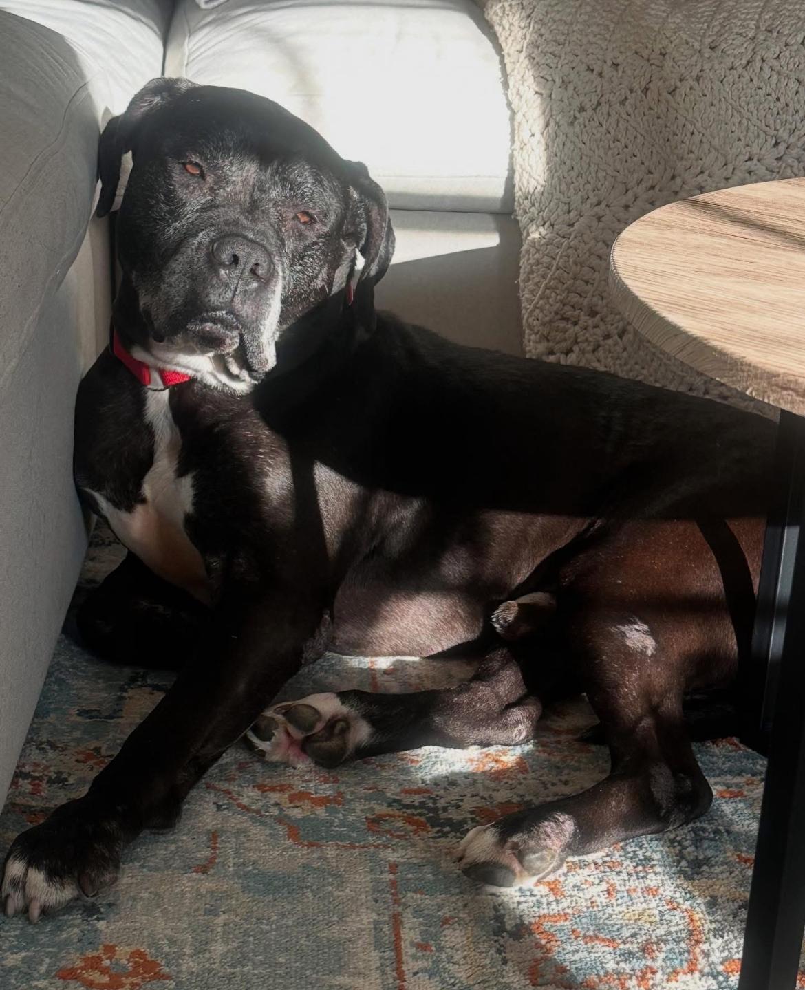 Tyson 3