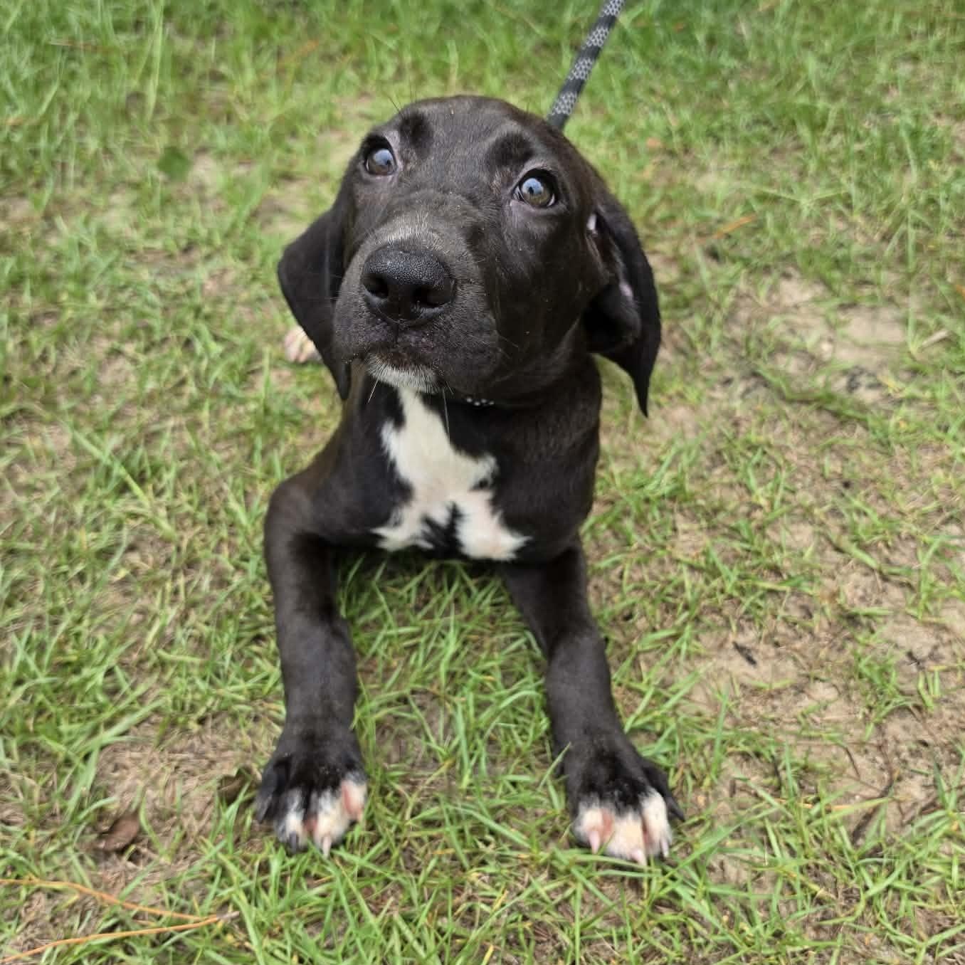 Dolly, Adoptable, Puppy Female Labrador Retriever & Treeing Walker Coonhound.