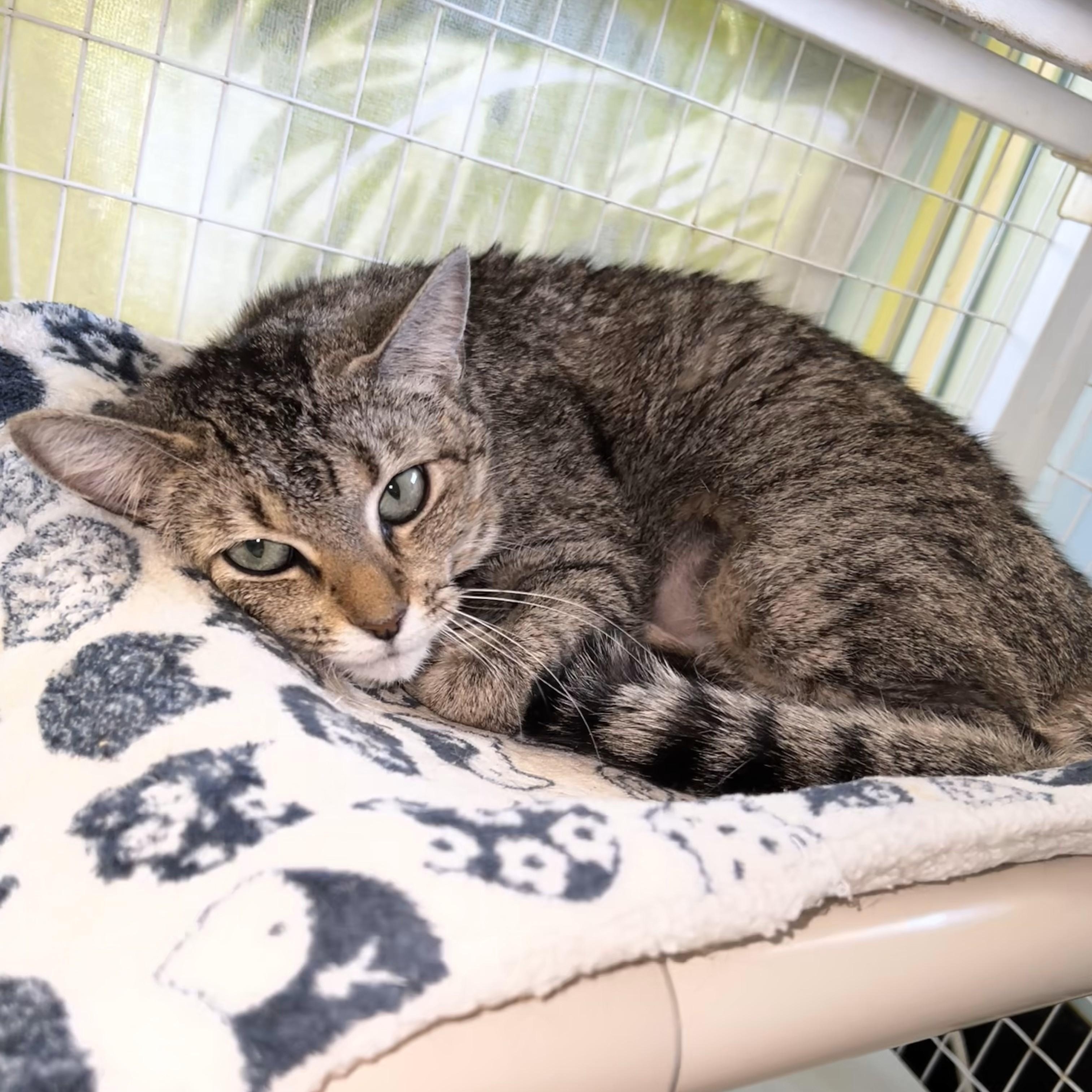 Enlarge Winnie, a Adoptable Domestic Short Hair in Margate, FL image 1/1