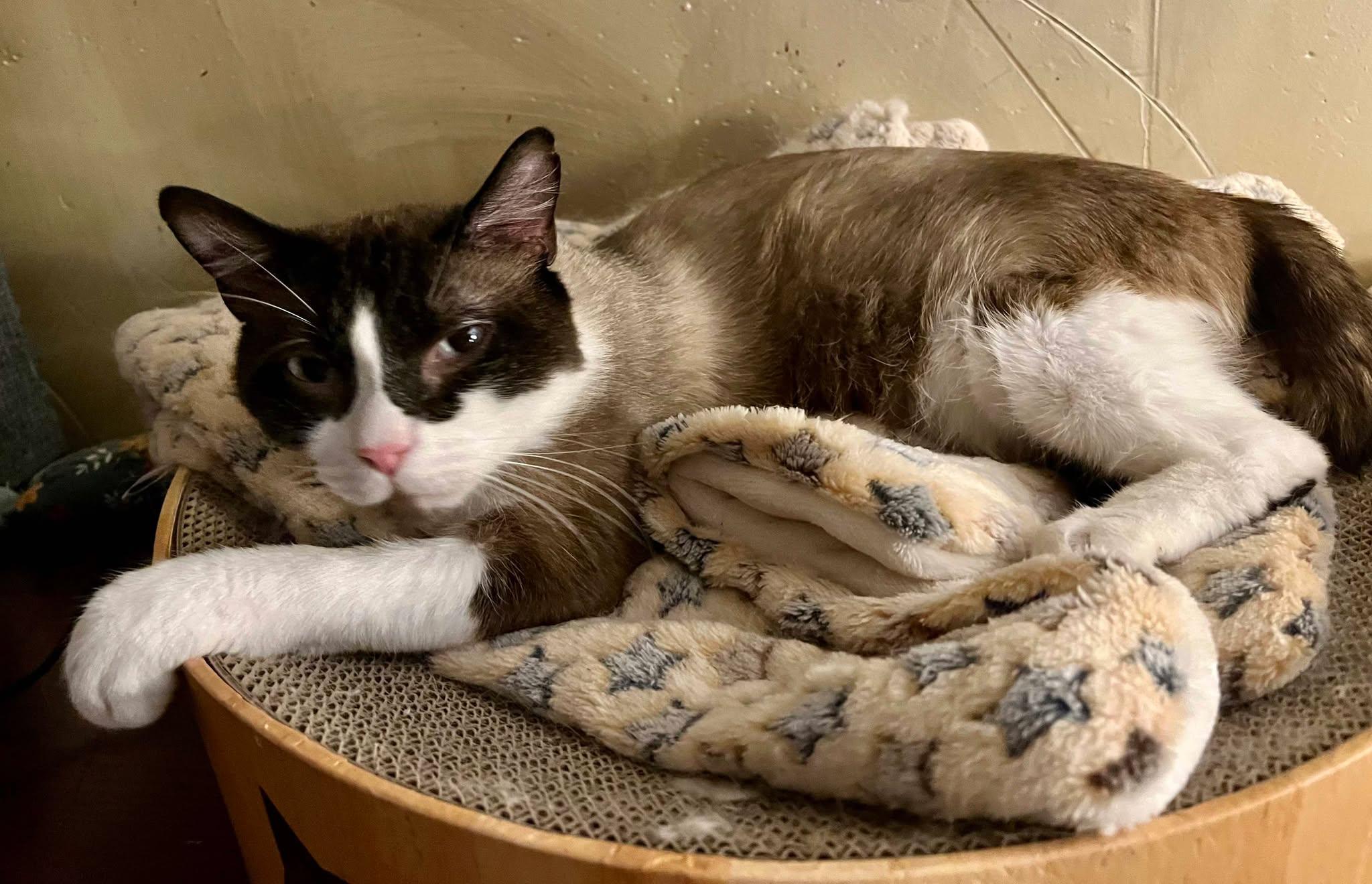 Caddy, an adoptable Snowshoe in Ennis, TX image 1/3