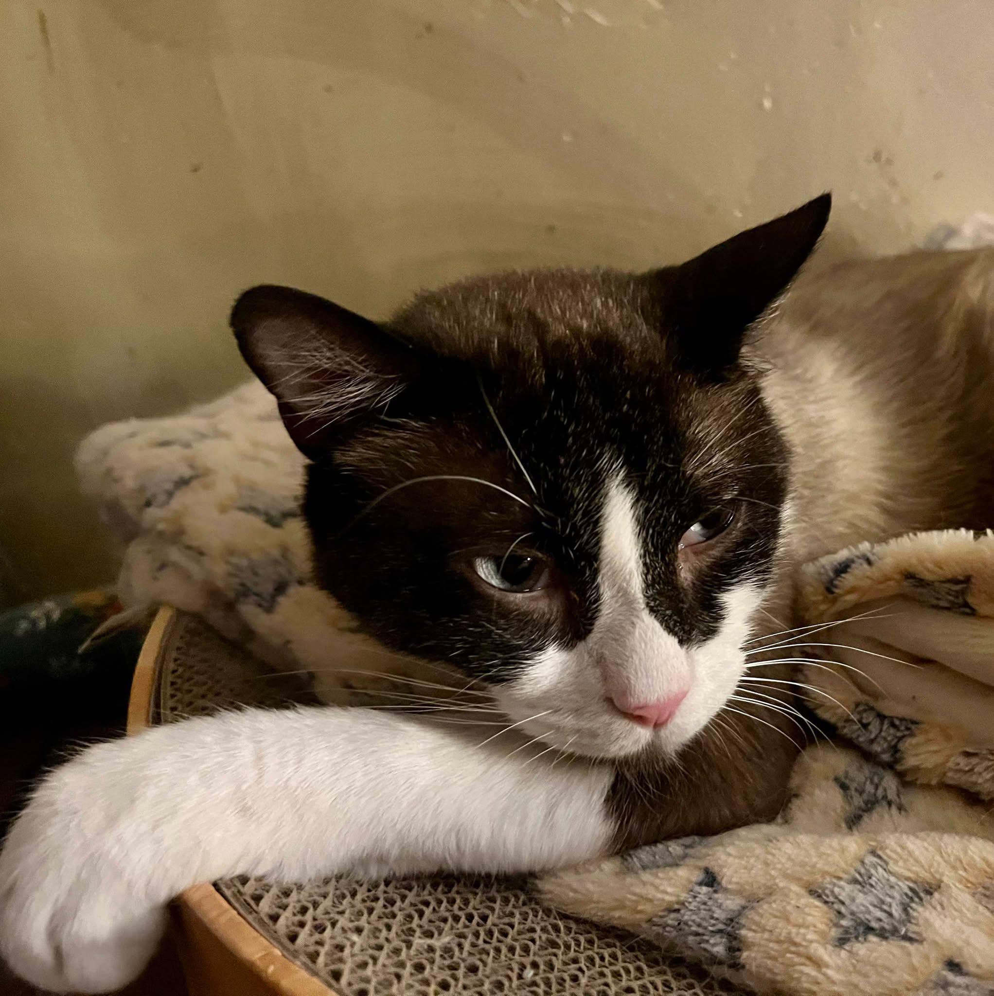 Caddy, an adoptable Snowshoe in Ennis, TX image 3/3
