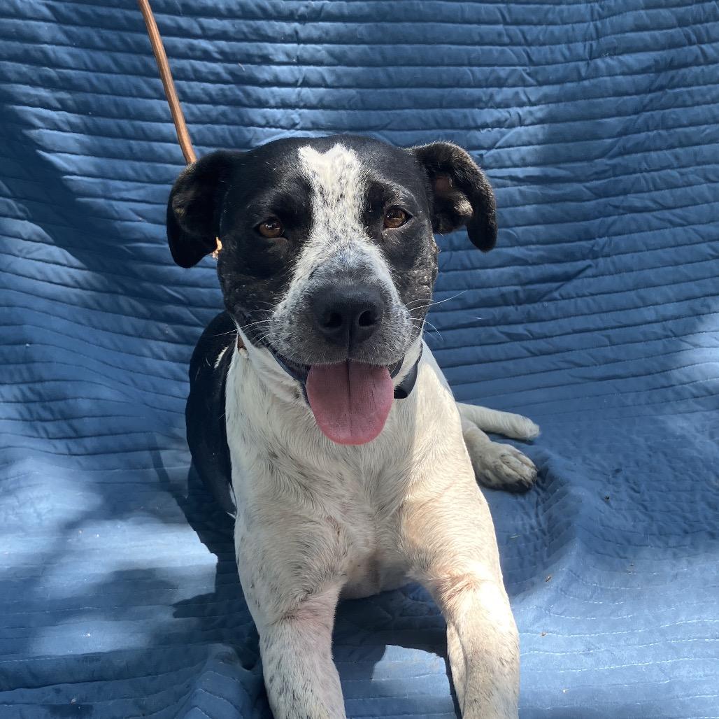 Birdie, Adoptable, Adult Female Mixed Breed.
