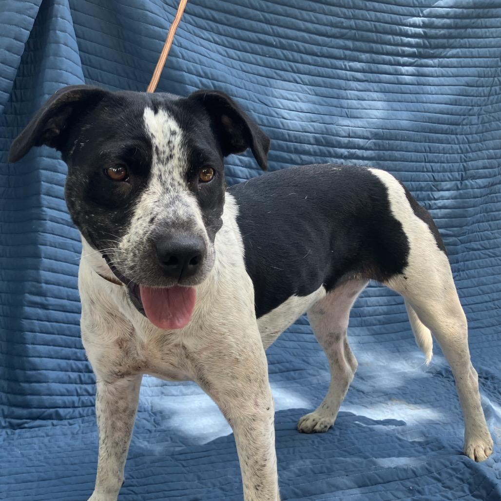 Birdie, a Adoptable Mixed Breed in Pulaski, TN image 2/6