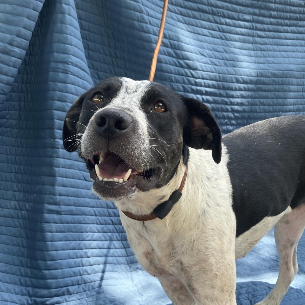 Birdie, a Adoptable Mixed Breed in Pulaski, TN image 3/6