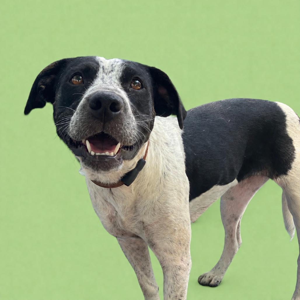 Birdie, a Adoptable Mixed Breed in Pulaski, TN image 4/6