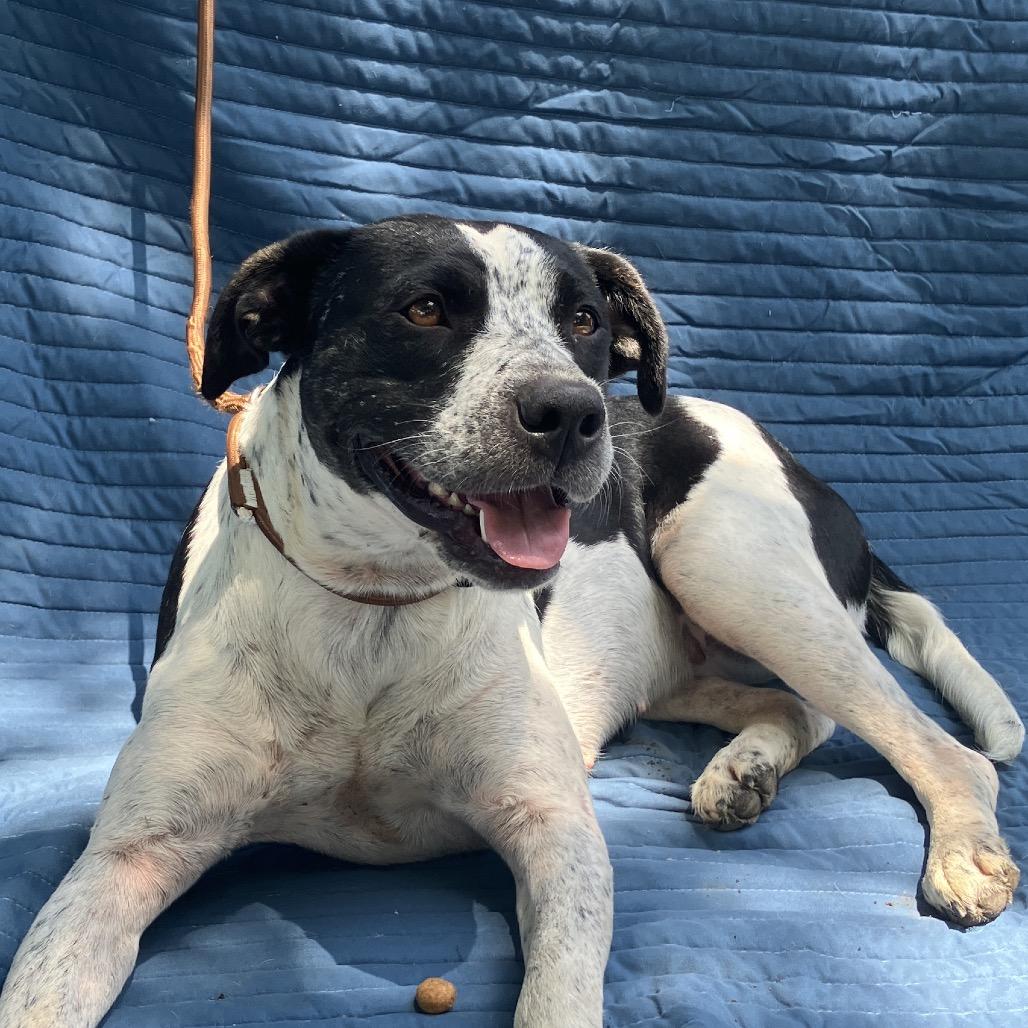 Birdie, a Adoptable Mixed Breed in Pulaski, TN image 5/6