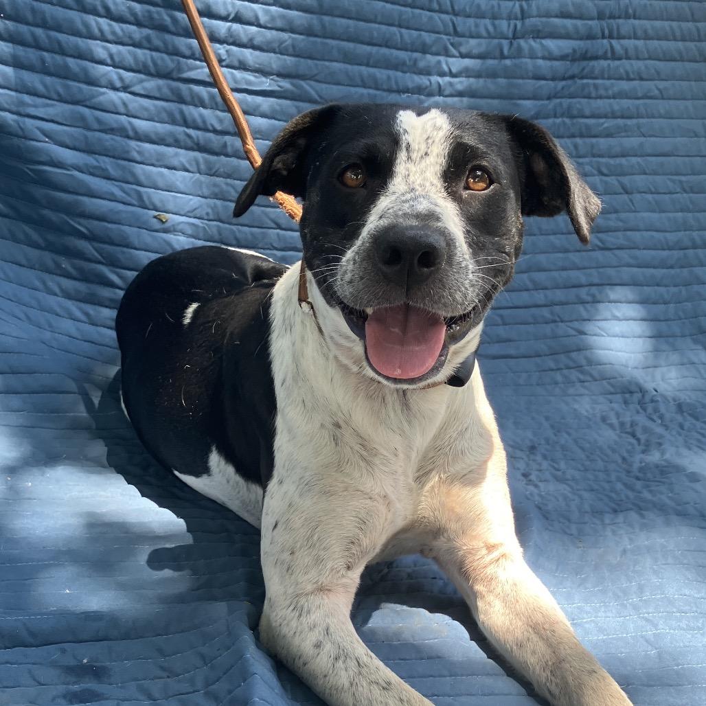 Birdie, a Adoptable Mixed Breed in Pulaski, TN image 6/6