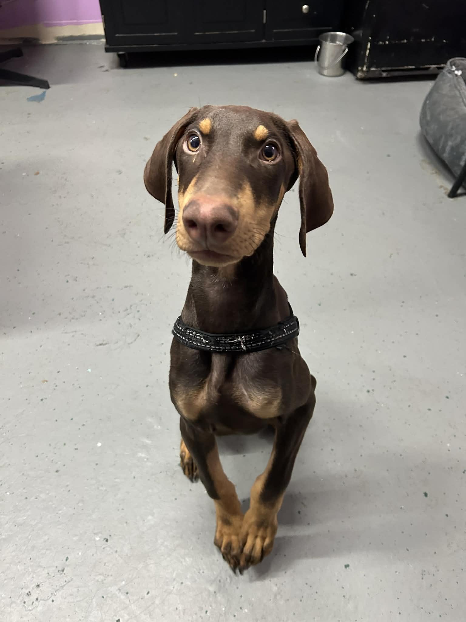 Enlarge Gecko, a Adopted Doberman Pinscher in Kansas City, MO image 1/1