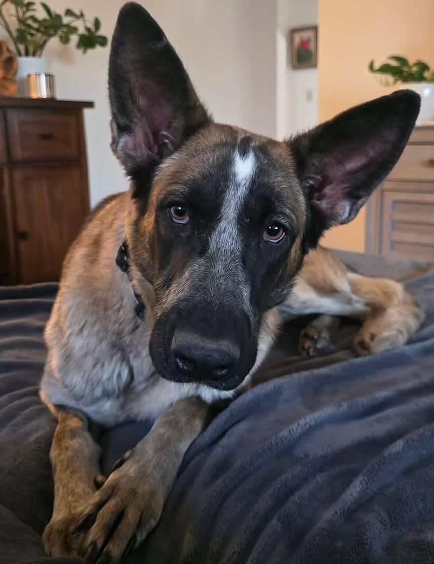 Enlarge Lucy, a Adoptable German Shepherd Dog in Scottsdale, AZ image 1/3