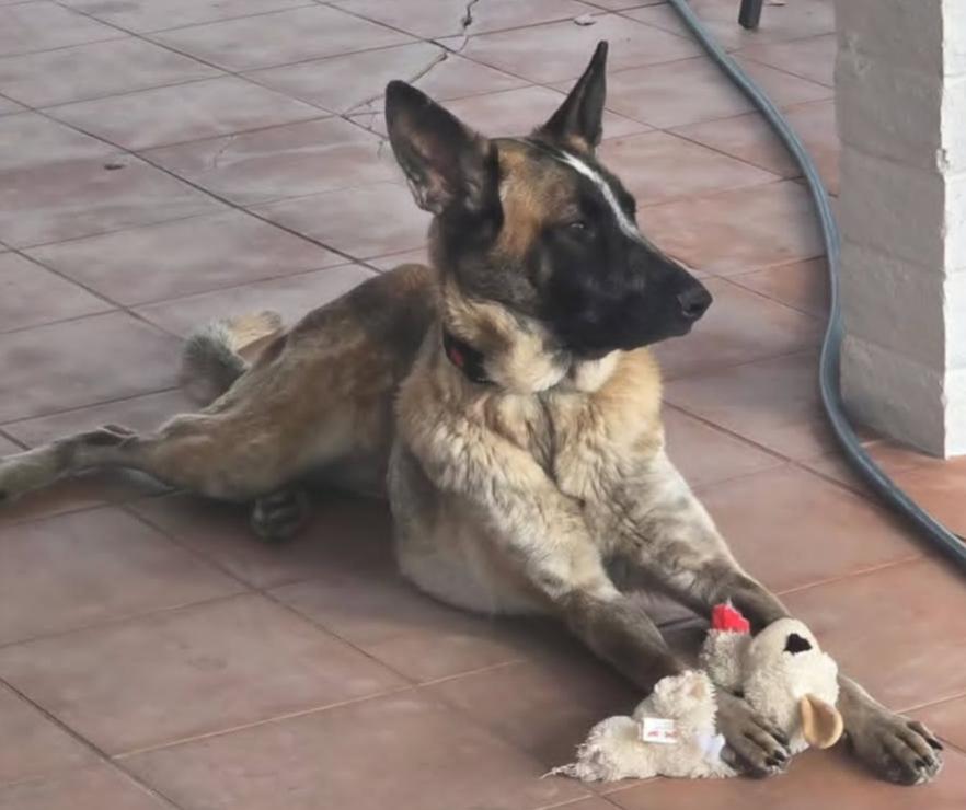 Enlarge Lucy, a Adoptable German Shepherd Dog in Scottsdale, AZ image 1/1