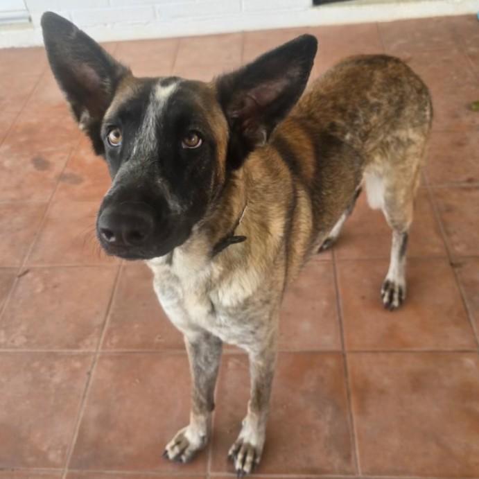 Enlarge Lucy, a Adoptable German Shepherd Dog in Scottsdale, AZ image 2/3