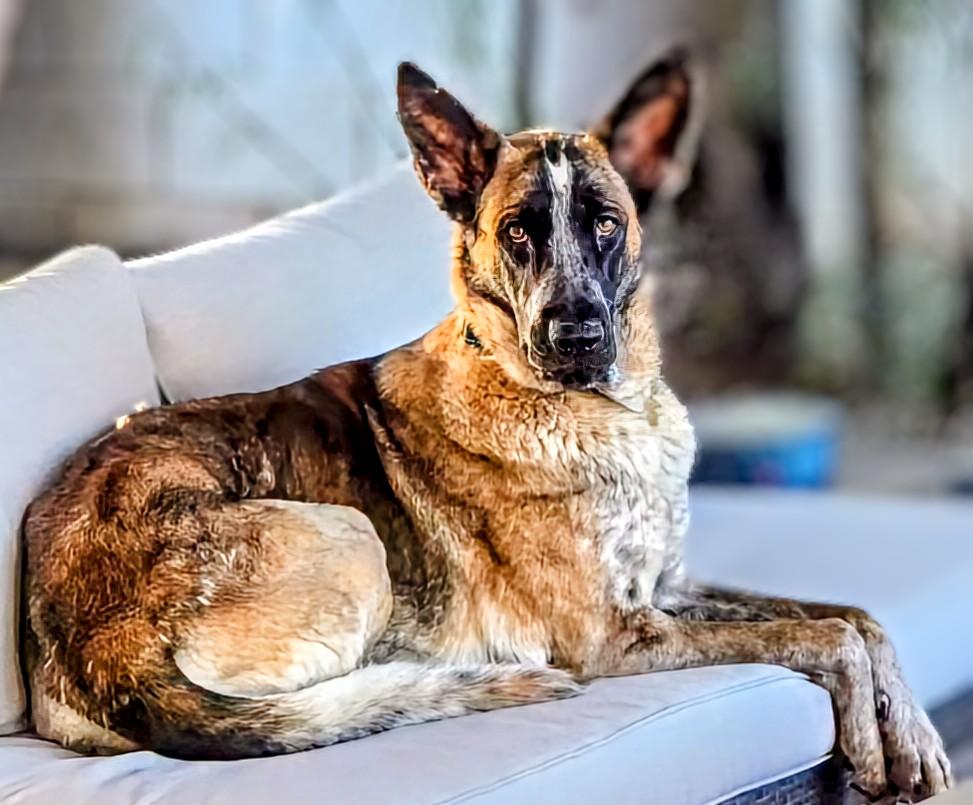 Lucy, Adoptable, Adult Female German Shepherd Dog.