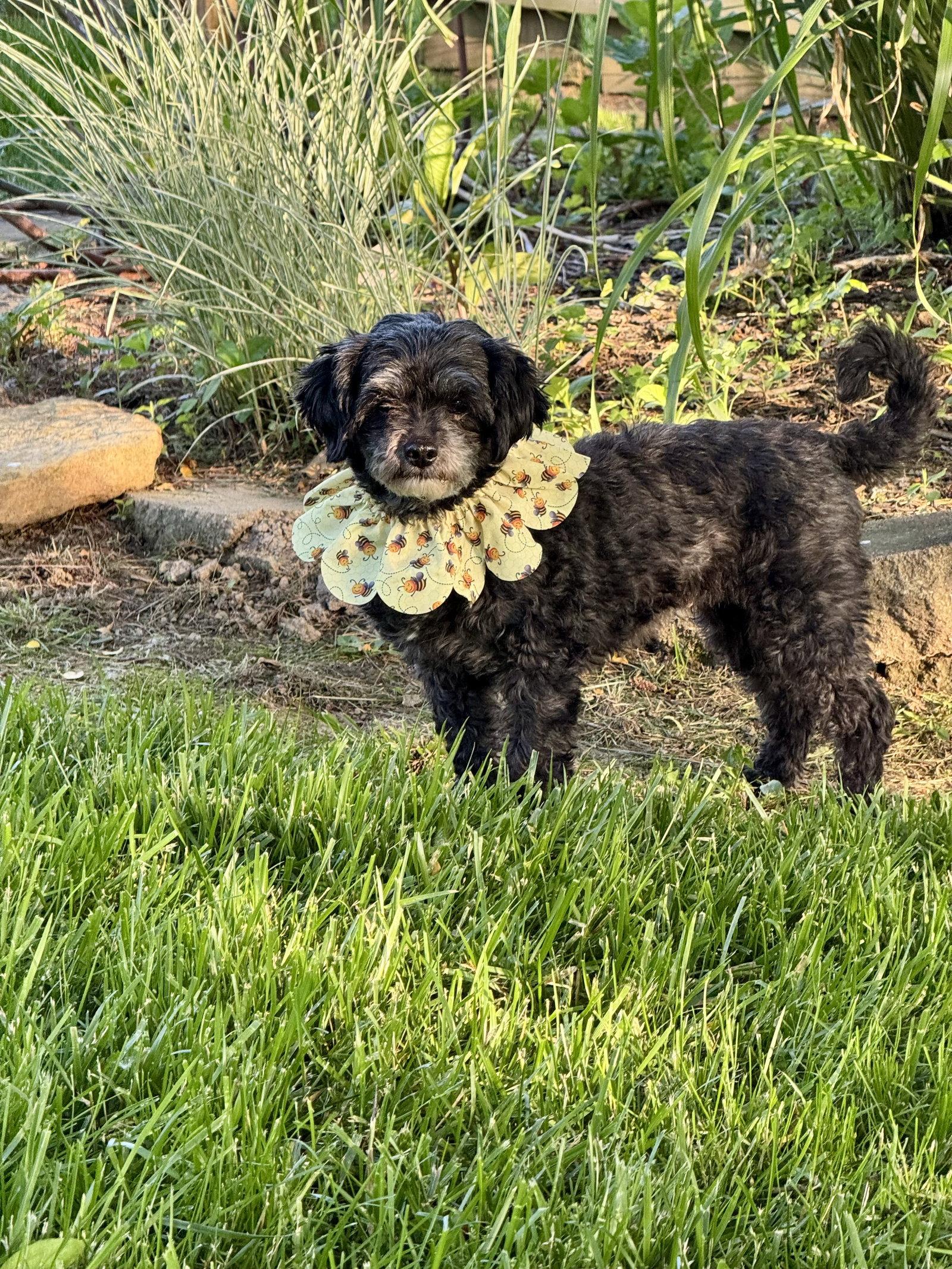 Sloane-OS, a Adoptable mixed breed in Pataskala, OH image 1/3