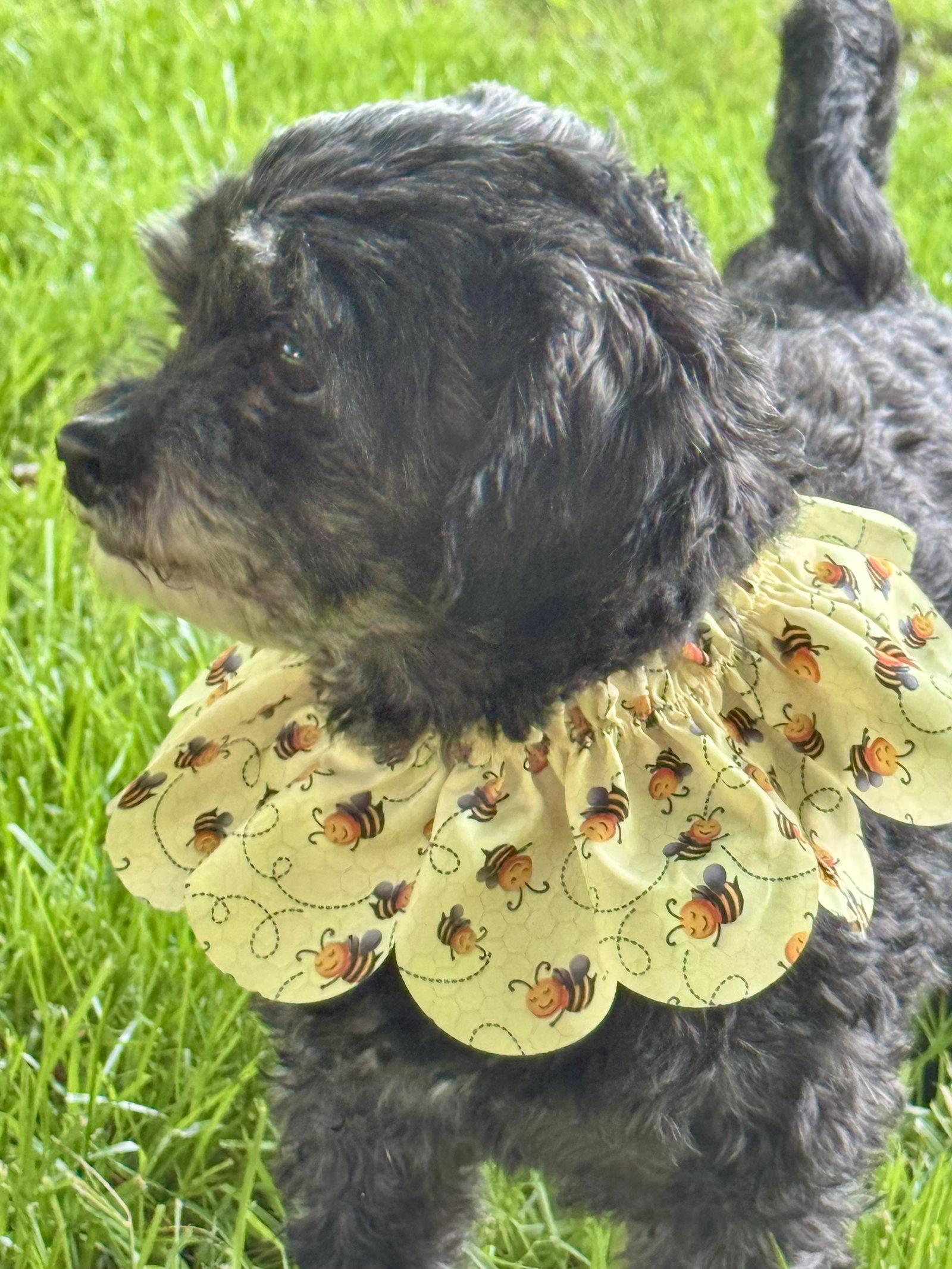 Sloane-OS, a Adoptable mixed breed in Pataskala, OH image 2/3