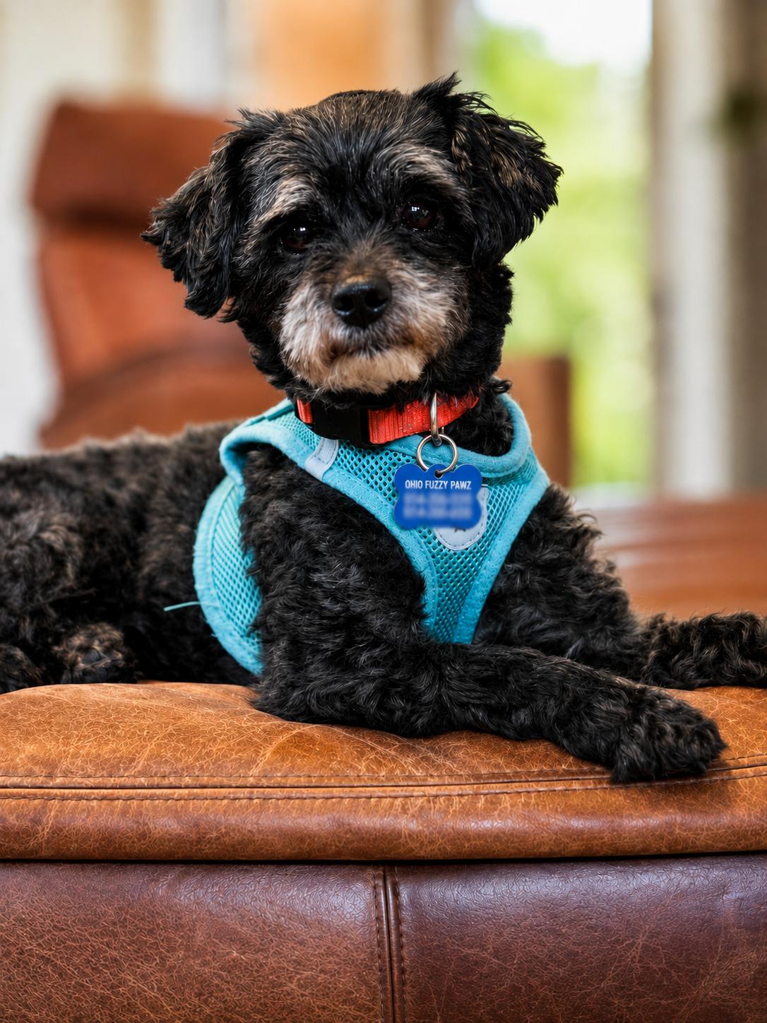 Sloane-OS, a Adoptable mixed breed in Pataskala, OH image 3/3