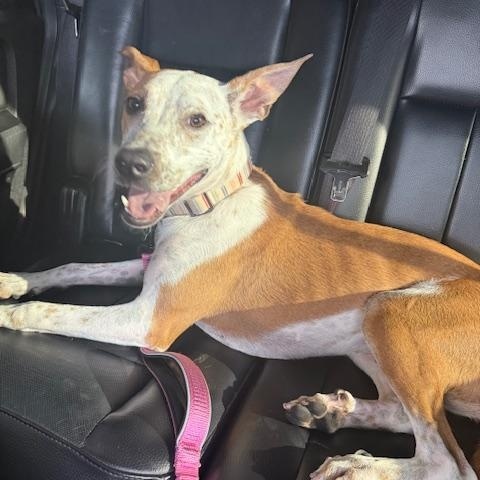 Bessie, a ADOPTABLE mixed breed in Albuquerque, NM image 2/5