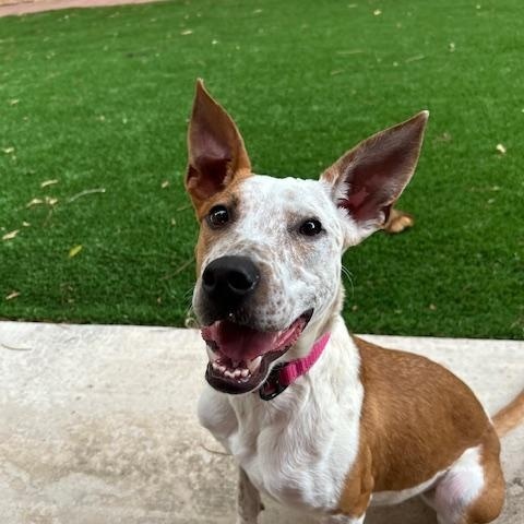 Bessie, a ADOPTABLE mixed breed in Albuquerque, NM image 1/5
