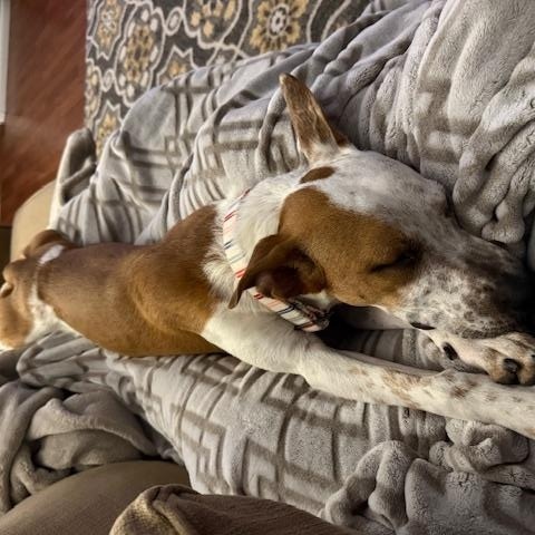 Bessie, a ADOPTABLE mixed breed in Albuquerque, NM image 5/5