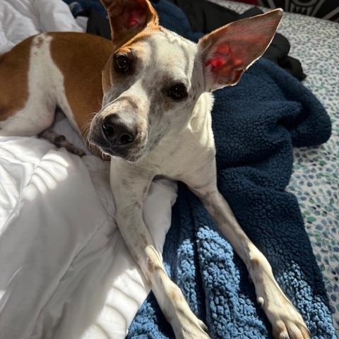 Bessie, a ADOPTABLE mixed breed in Albuquerque, NM image 3/5