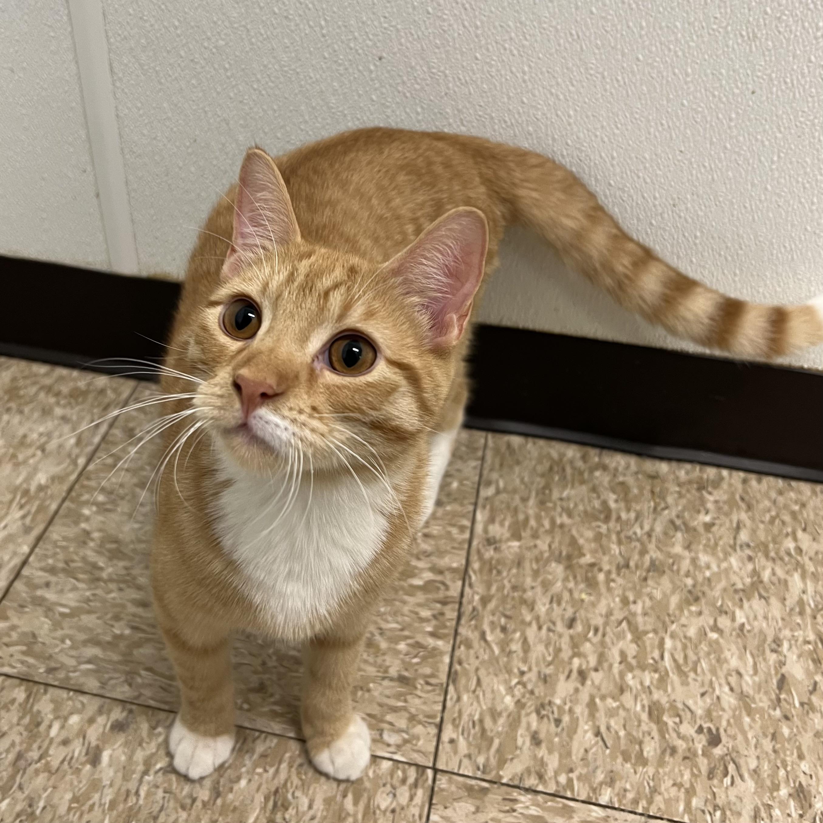 Enlarge Oliver, a Adoptable Domestic Short Hair in Fairmont, MN image 2/5